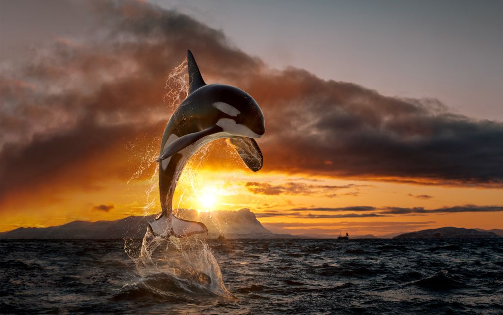 Orca leaping from sunset ocean water with splashes, Norway background, winter and snow on mountains in fjord - Orca Insurance Group